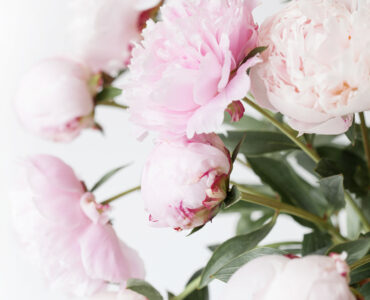 beautiful pink peony flowers bouquet in vase